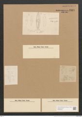 Schizonema sp. (de-Toni-Nr.: Genus 20, Species 856 ?) Zeichnungen Sammlung Grunow Nr. 2321 (NHMW-BOT-W0369446)